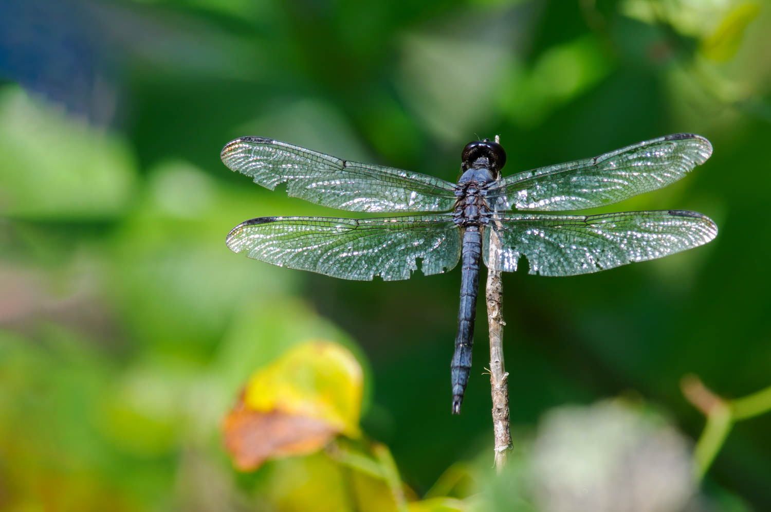 Slaty Skimmer (Libellula incesta) Male
