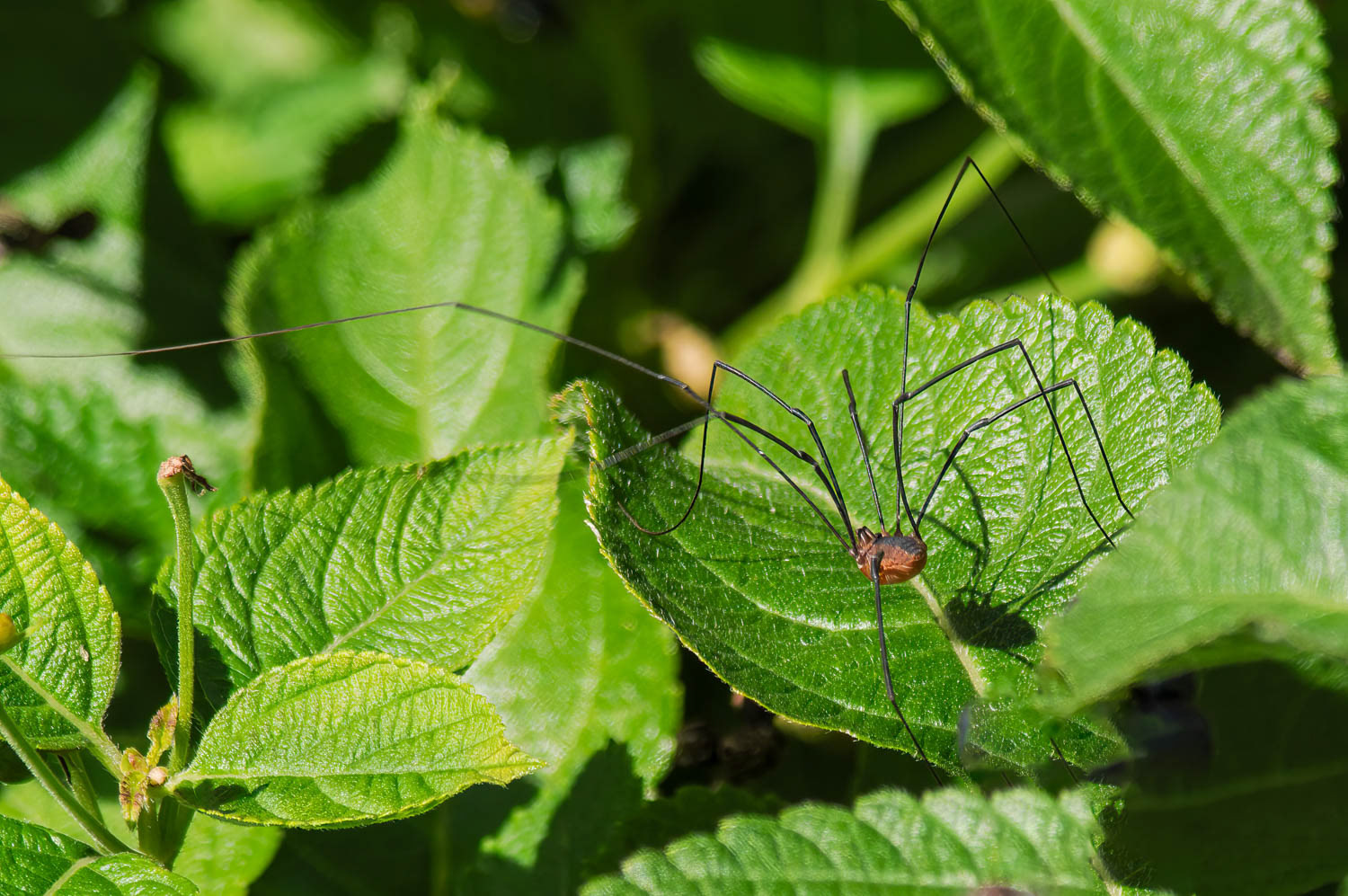 Harvestmen (Opiliones sp.)