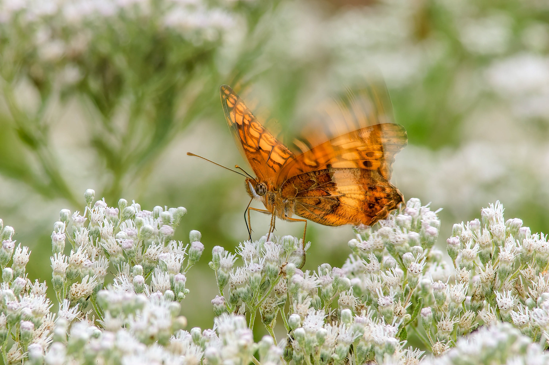 Variegated Fritillary