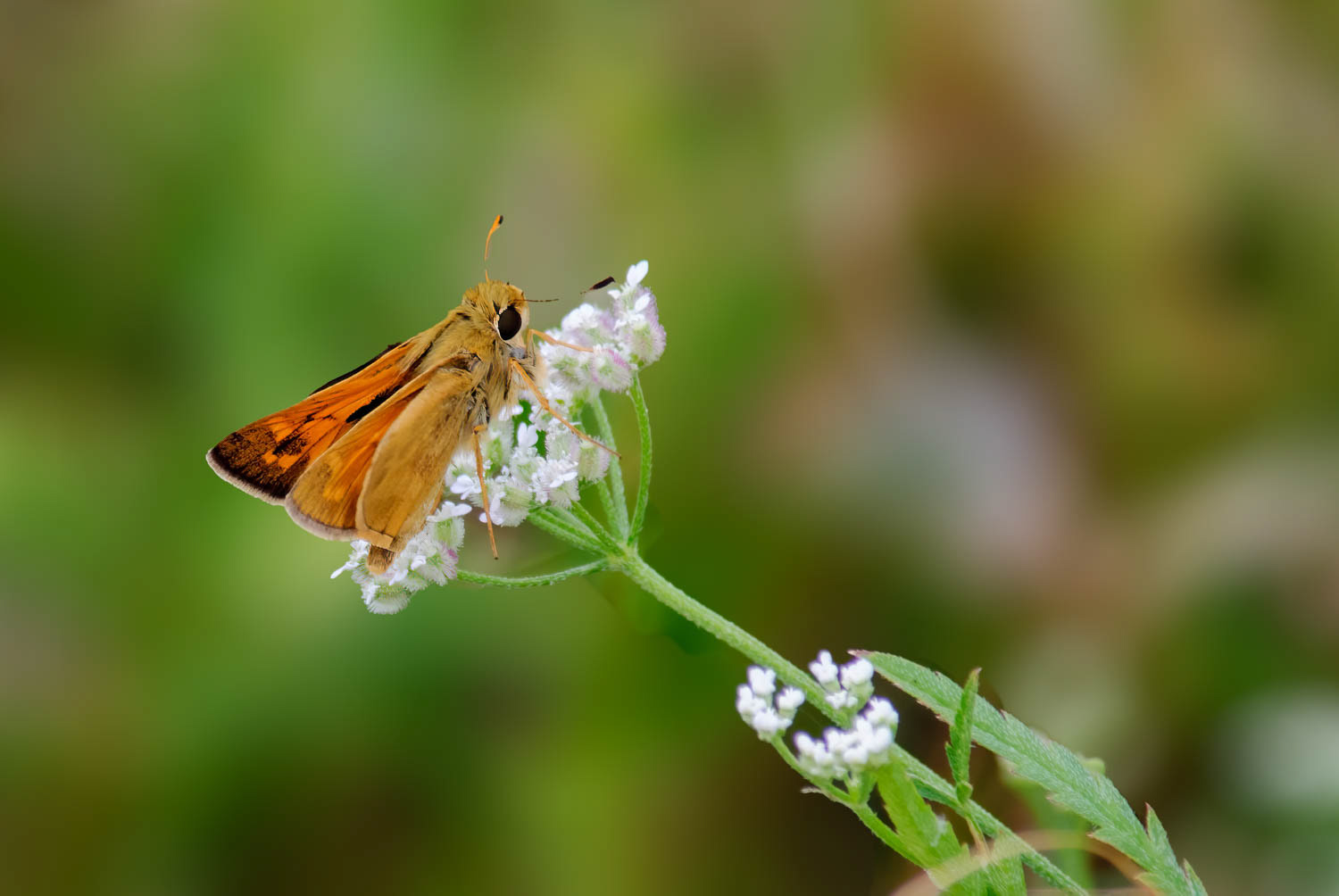 Sachem Skipper (Atalopedes campestris)