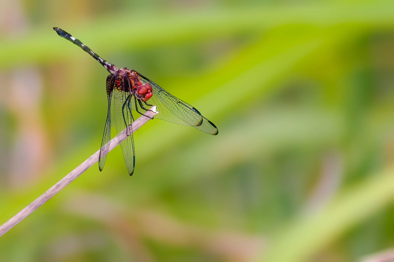 Checkered Setwing (Dythemis fugax) Male