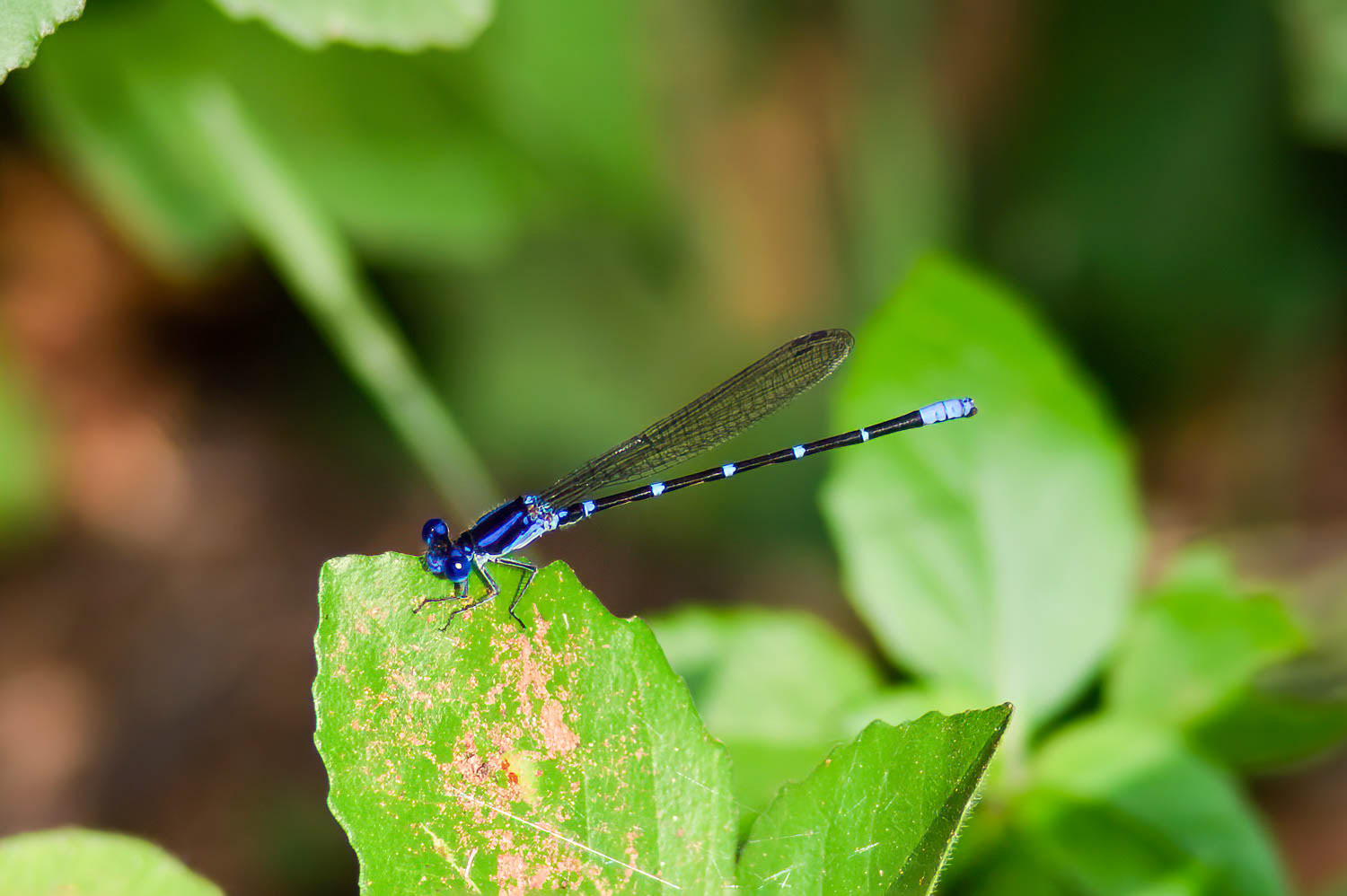 Blue-ringed Dancer (Argia sedula)