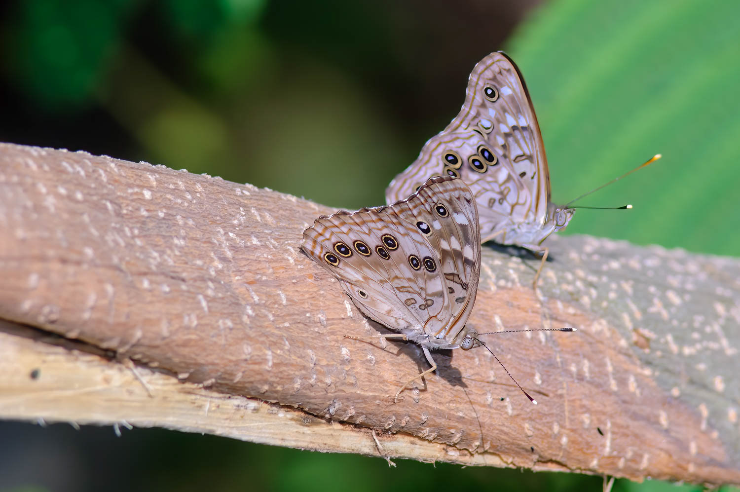Hackberry Emperor (Asterocampa celtis)