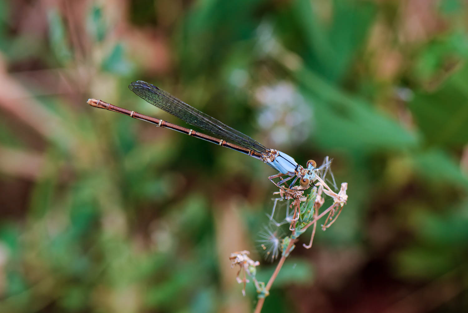 Blue-ringed Dancer (Argia sedula) Male