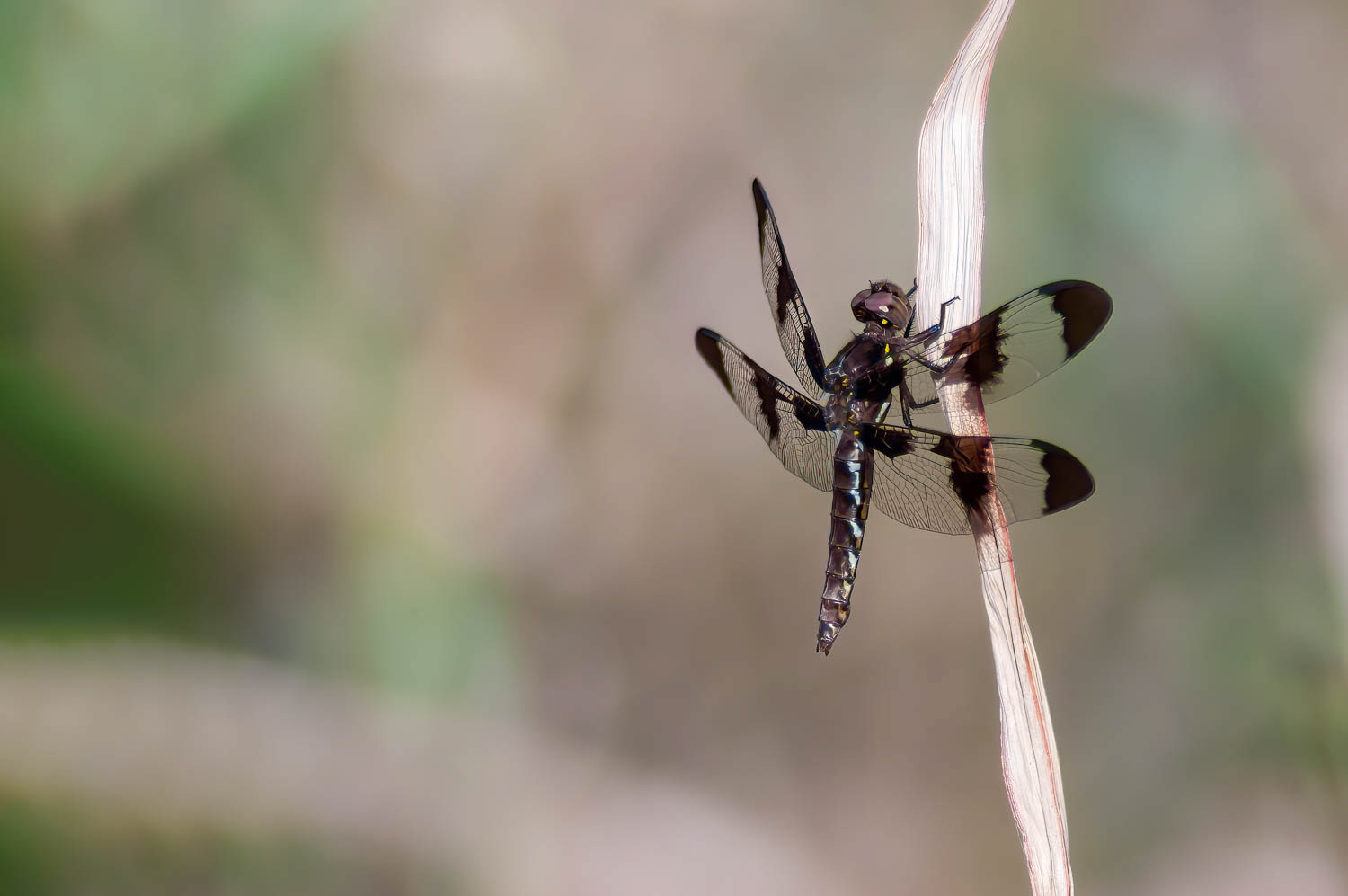 Common Whitetail (Libellula Lydia) Female