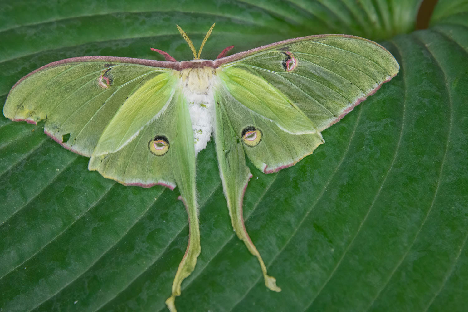 Luna Moth (Actias luna)