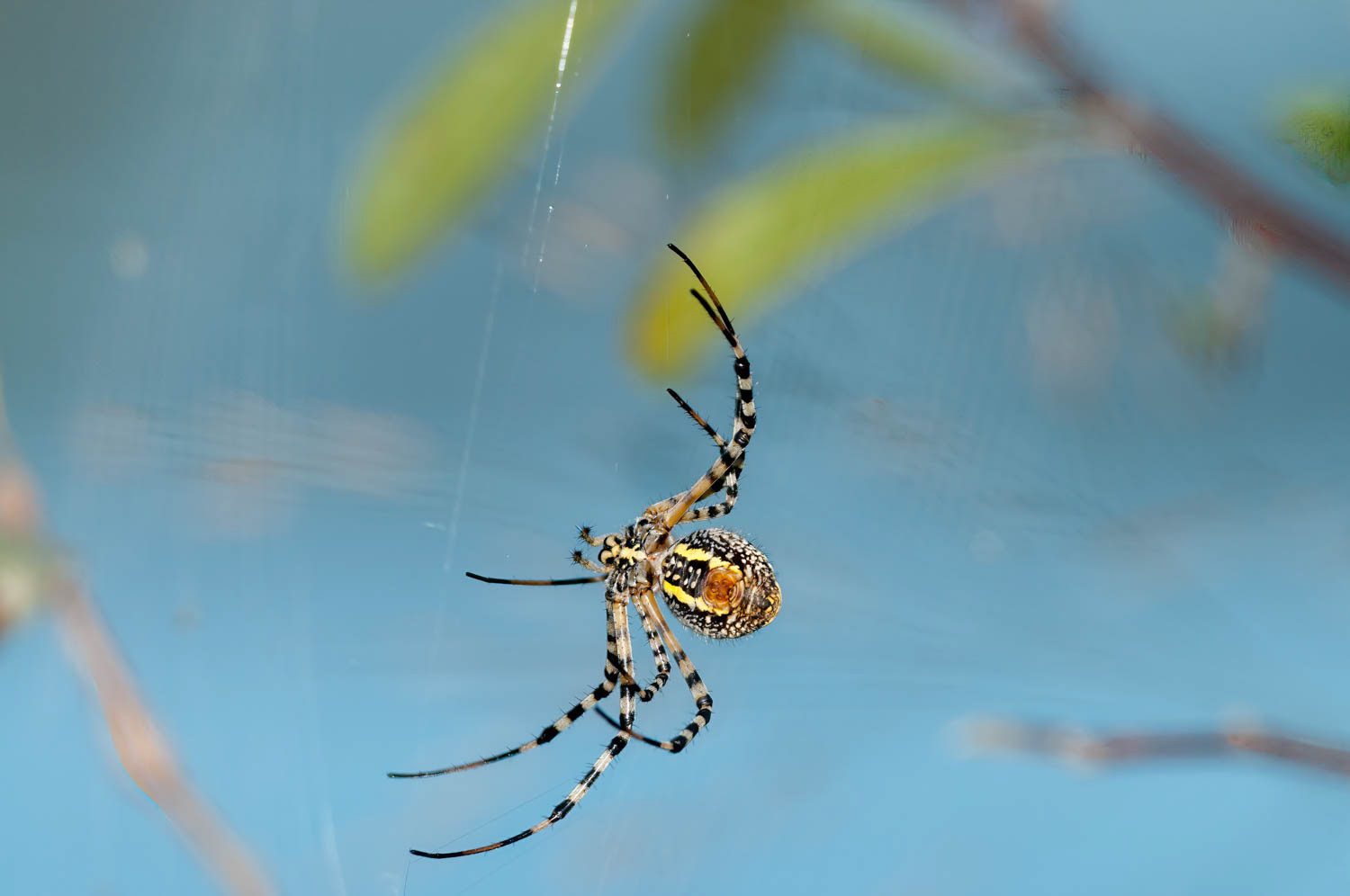 Banded Garden Spider (Argiope trifasciata)