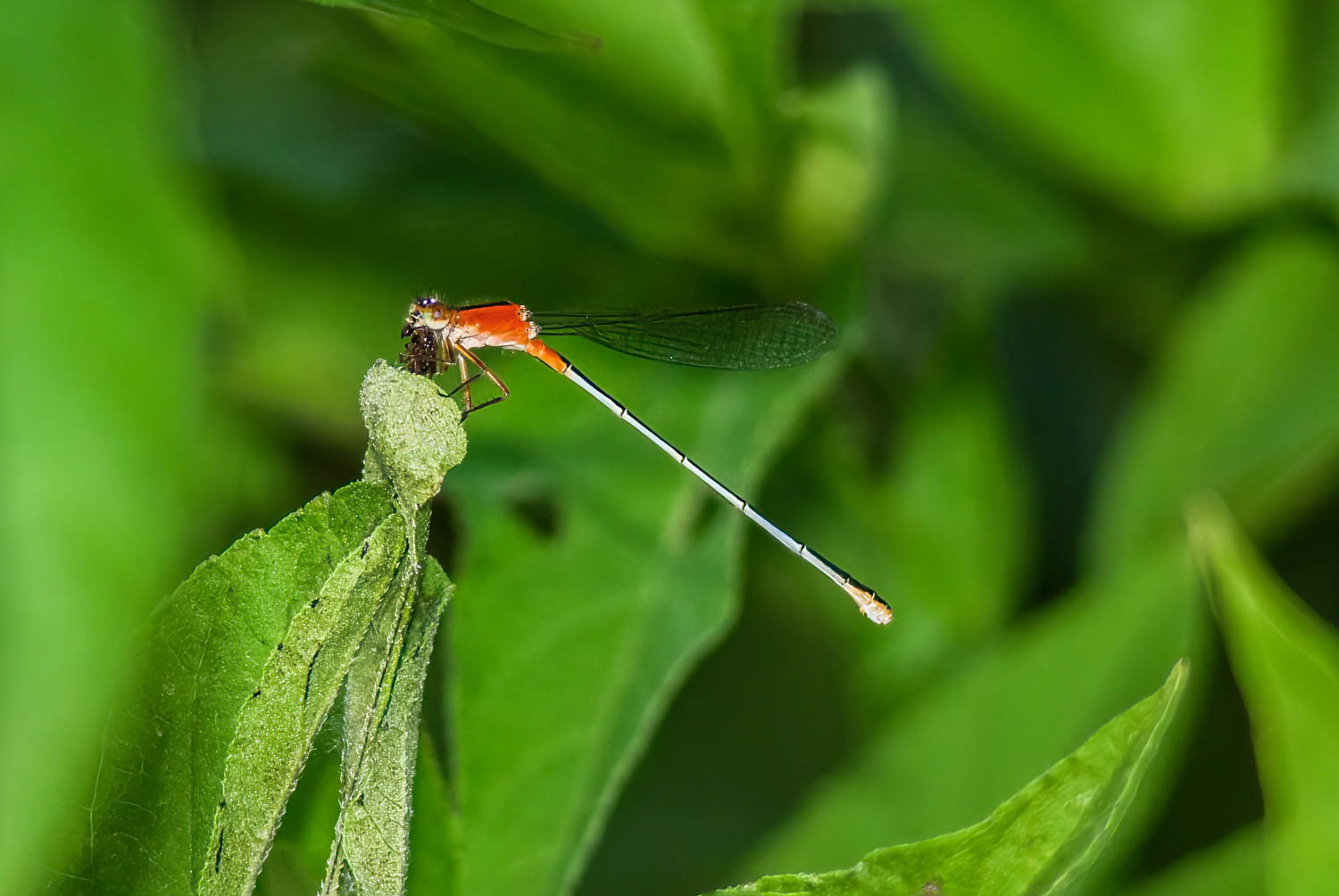 Ramburs Forktail Male (Ischnura Ramburii)