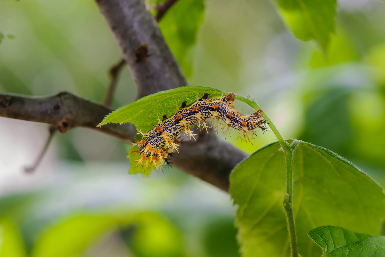 Question Mark Cateroillar (Polygonia interrogationis)