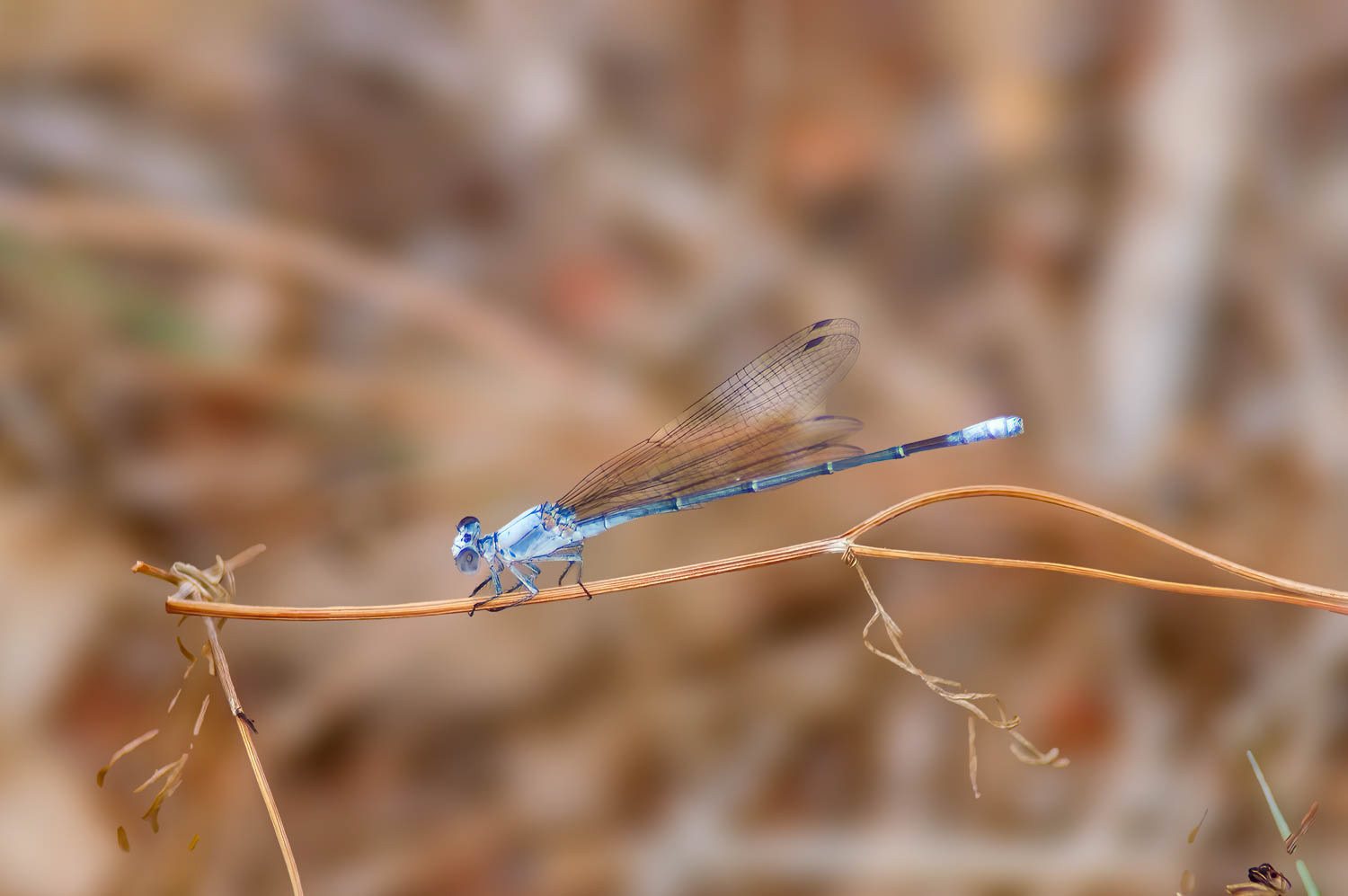 Powdered Dancer (Argia moesta) Male