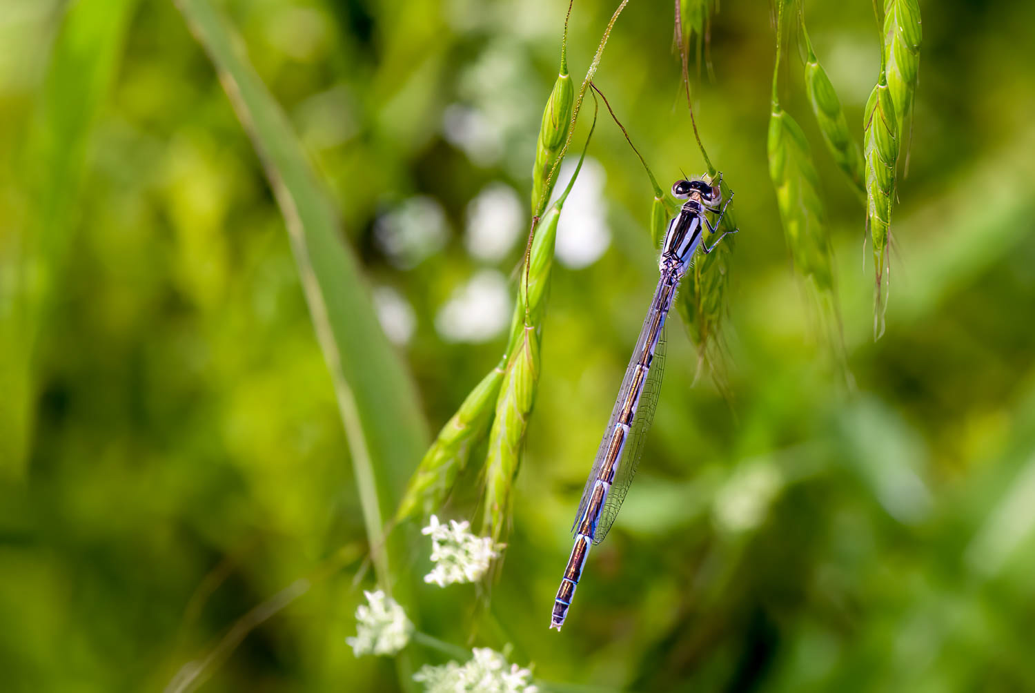 Double-striped Bluet (Enallagma basidens) Male