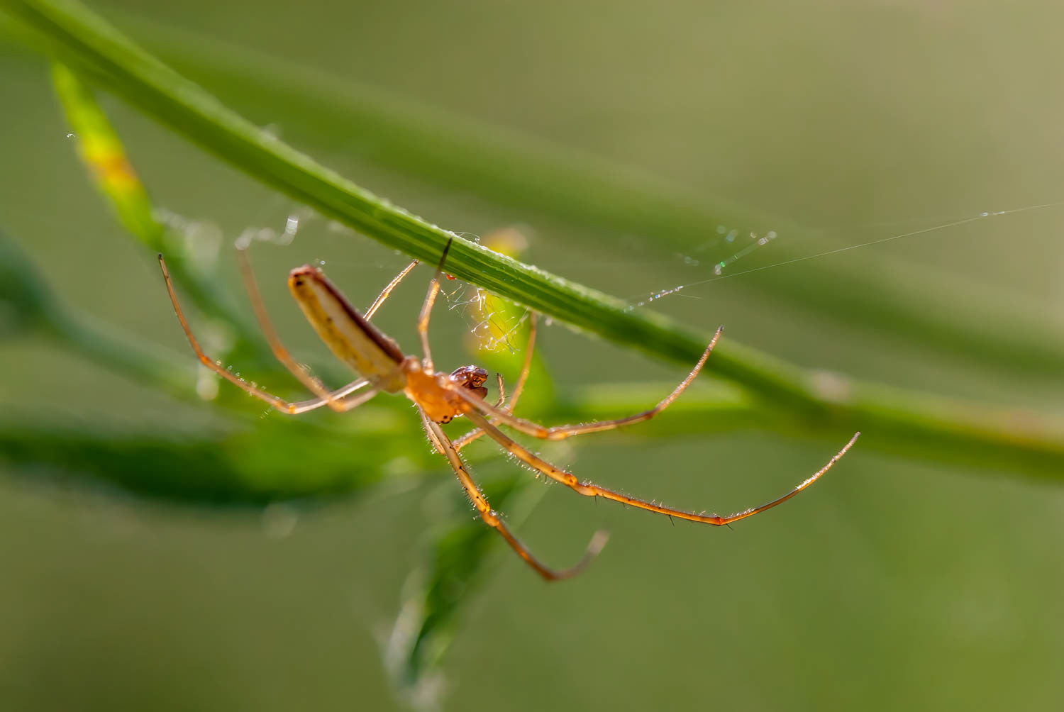 Long-jawed Orb Weaver (Tetragnatha spp.)
