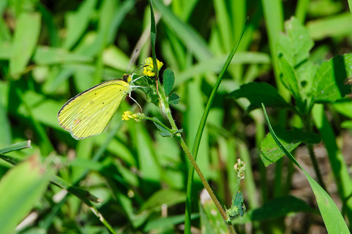 Little Yellow (Pyrisitia lisa)