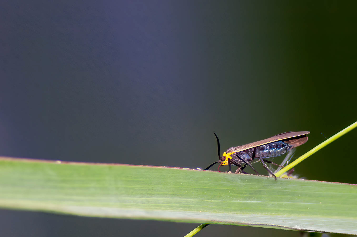 Yellow-collared Scape Moth (Cisseps fulvicollis)