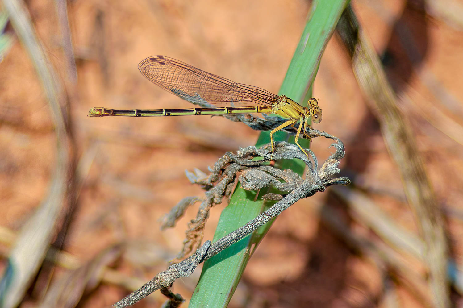 Ramburs Forktail Male (Ischnura Ramburii)