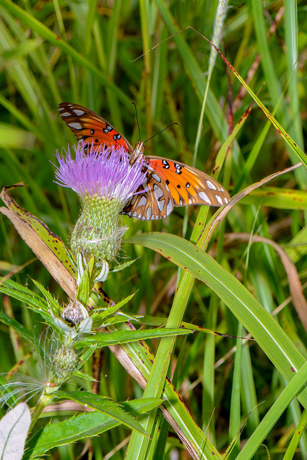 Gulf Fritillary (Agraulis vanillae)