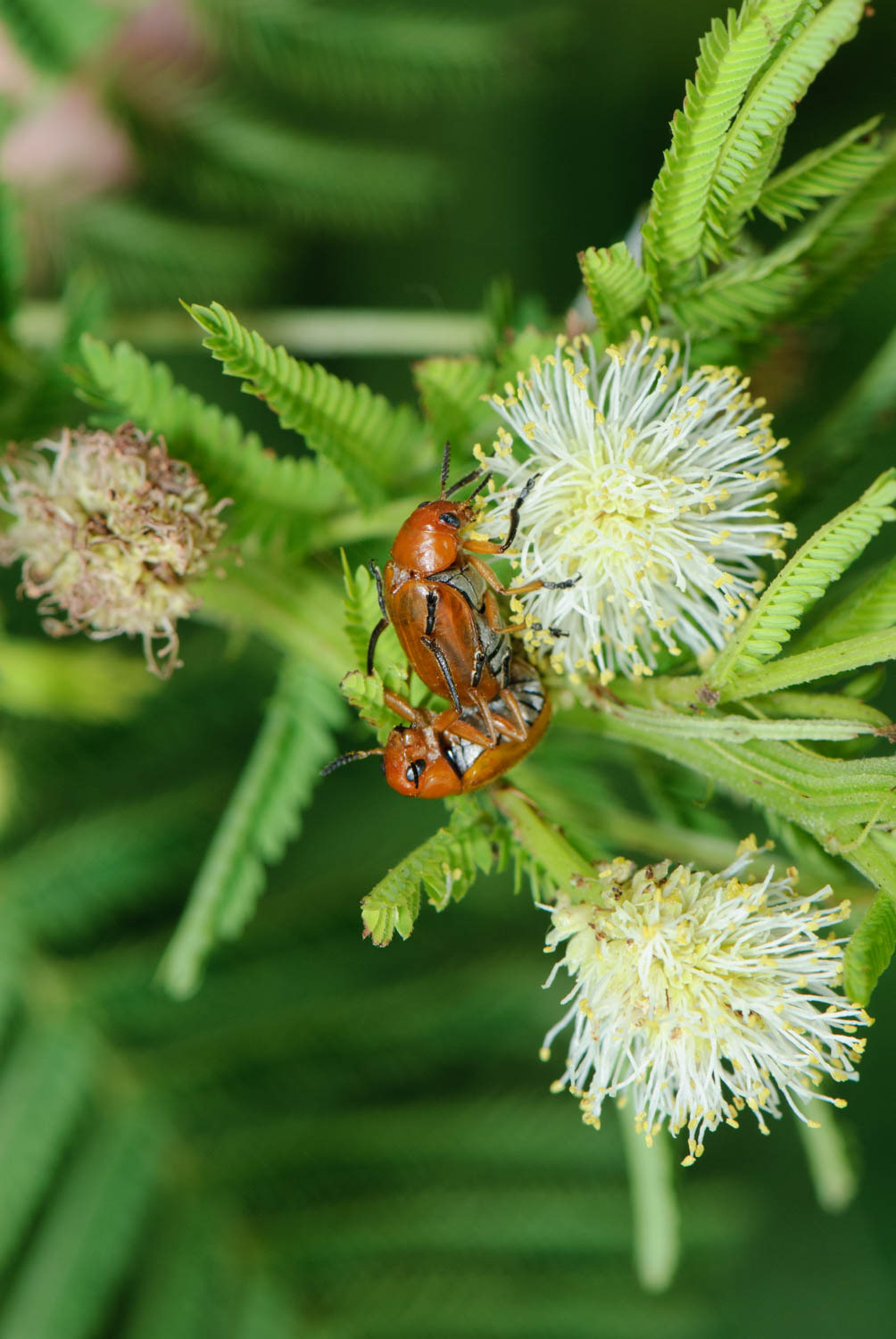 May Beetles Phyllophaga)