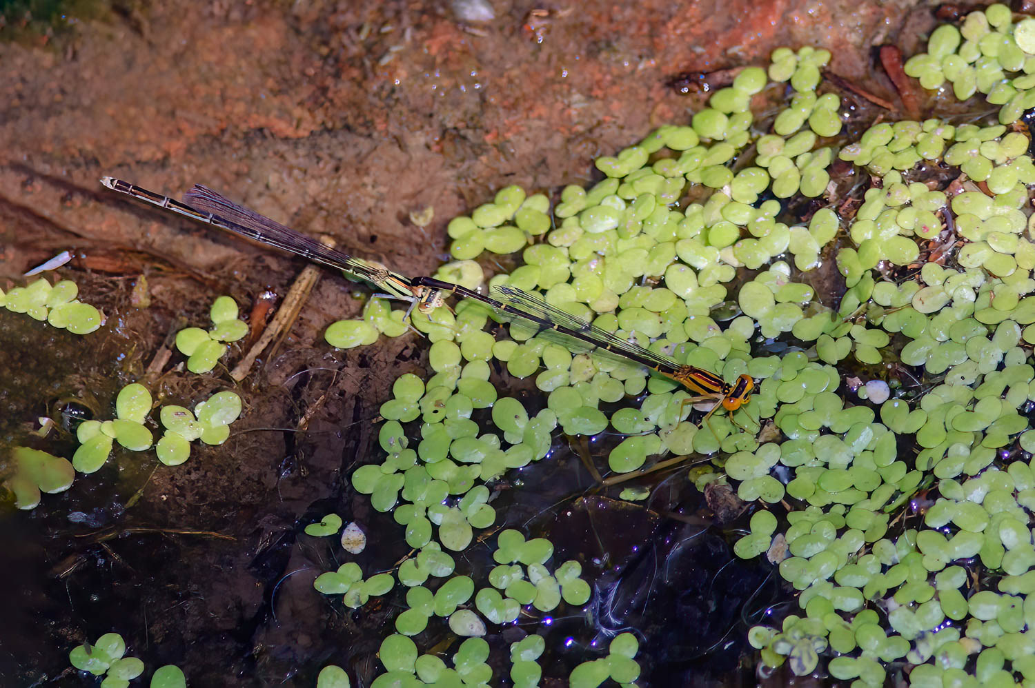 Orange Bluet (Enallagma signatum) Breeding Pair
