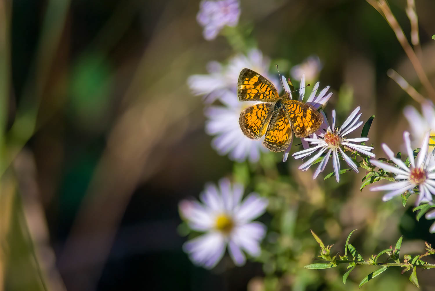 Pearl Crescent (Phyciodes tharos)