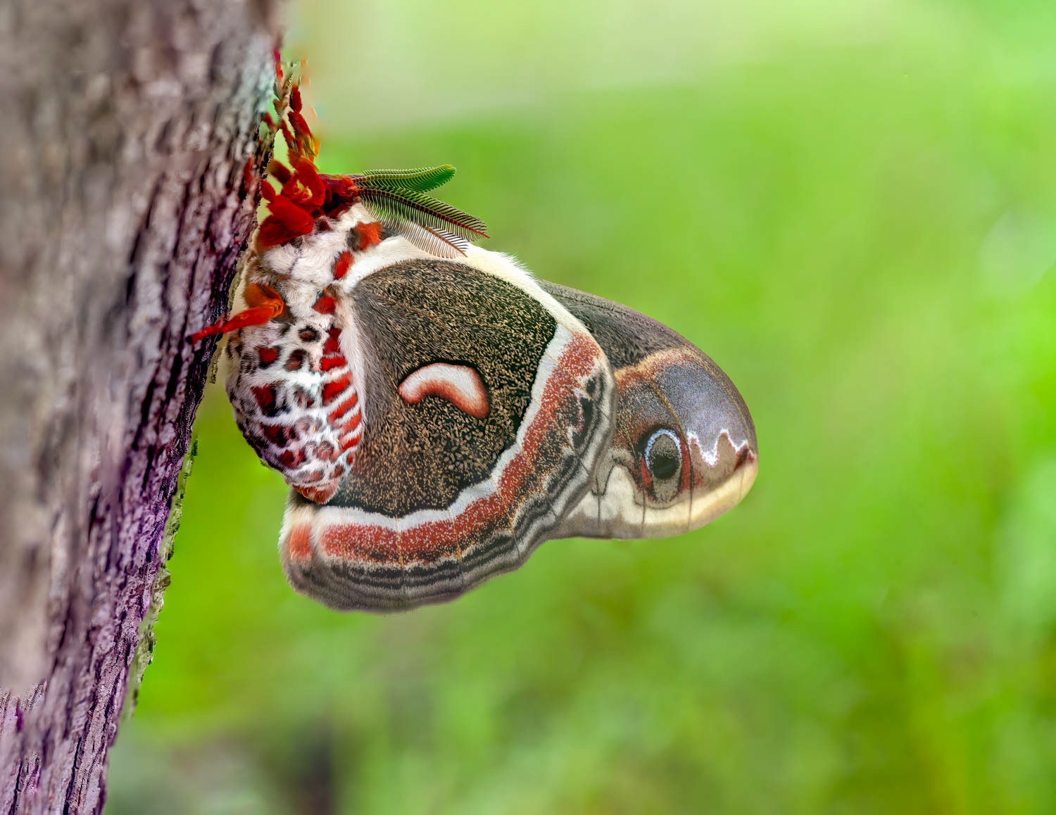 Cecropia Moth (Hyalophora cecropia)