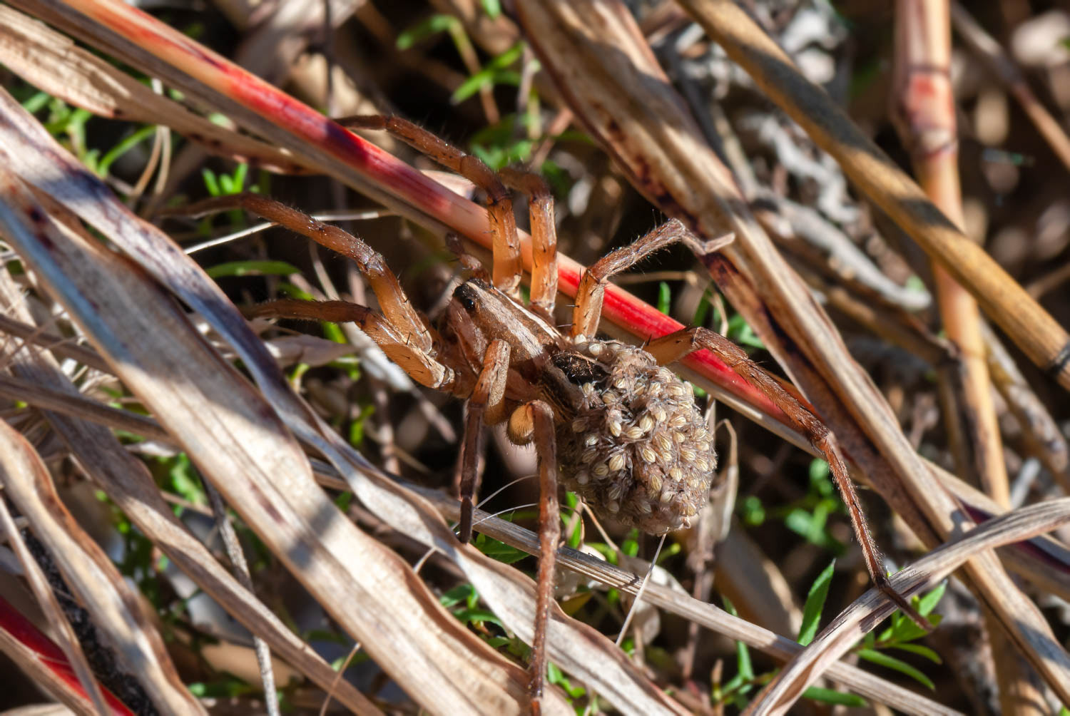 Wolf Spider (Lycosidae sp.) Female With Babies