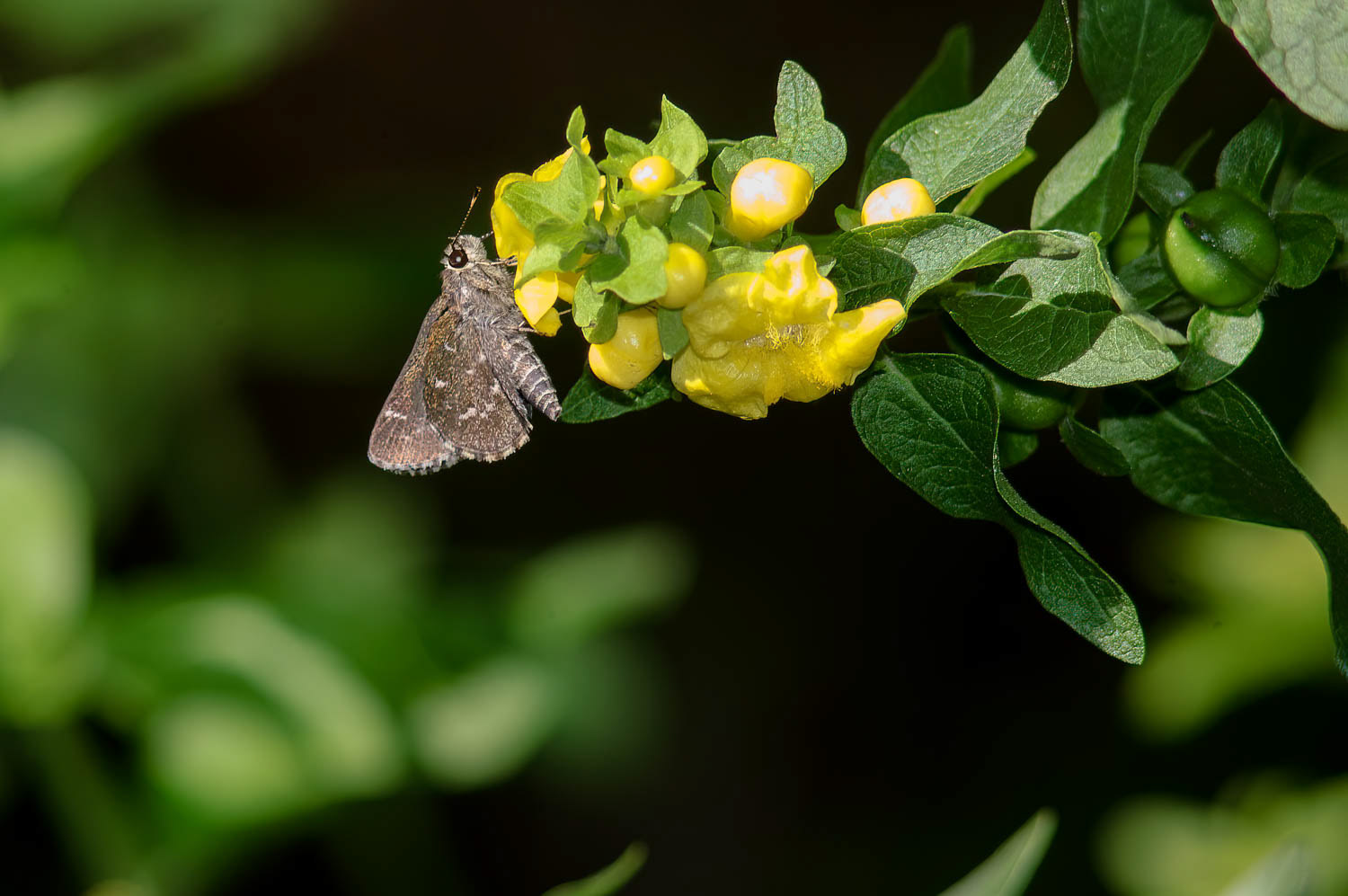 Bell's Roadside Skipper Amblyscirtes belli