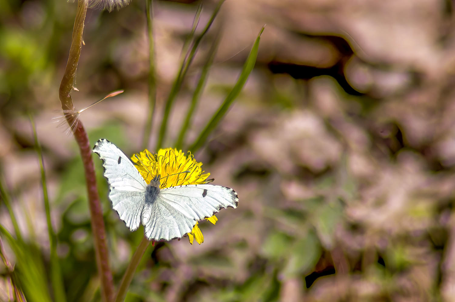 Falcate Orangetip (Anthocharis midea) Fenale