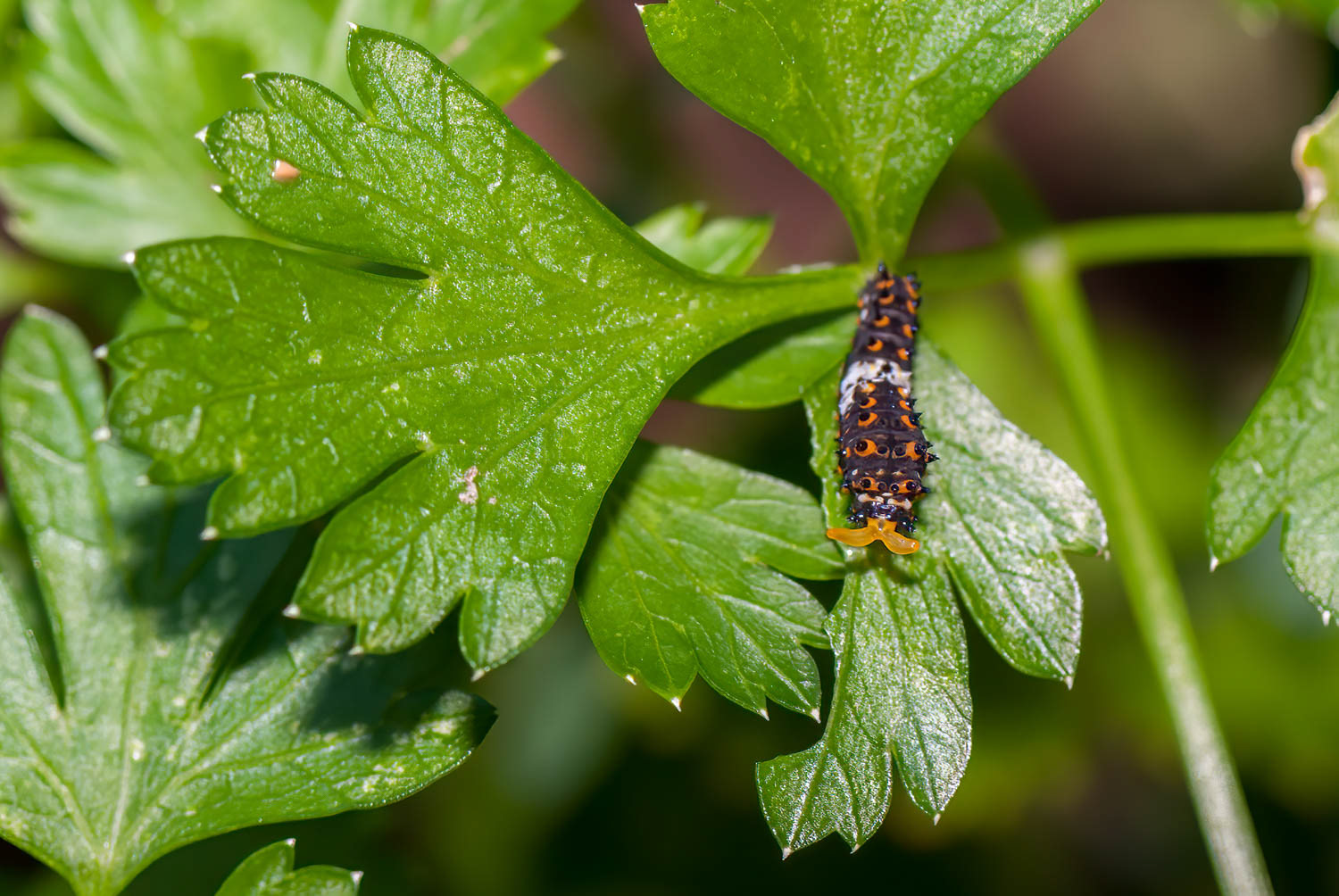 Black Swallowtail Caterpillar (Papilio polyxenes) 2nd Instar
