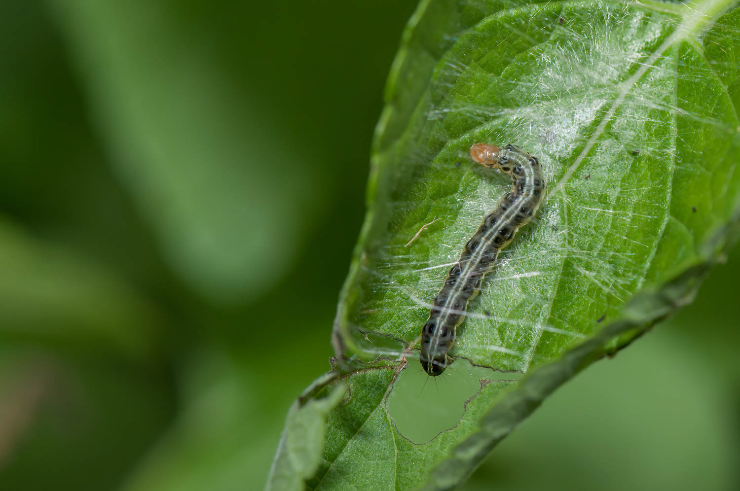 Corn Earworm Moth Caterpillar (Helicoverpa zea)