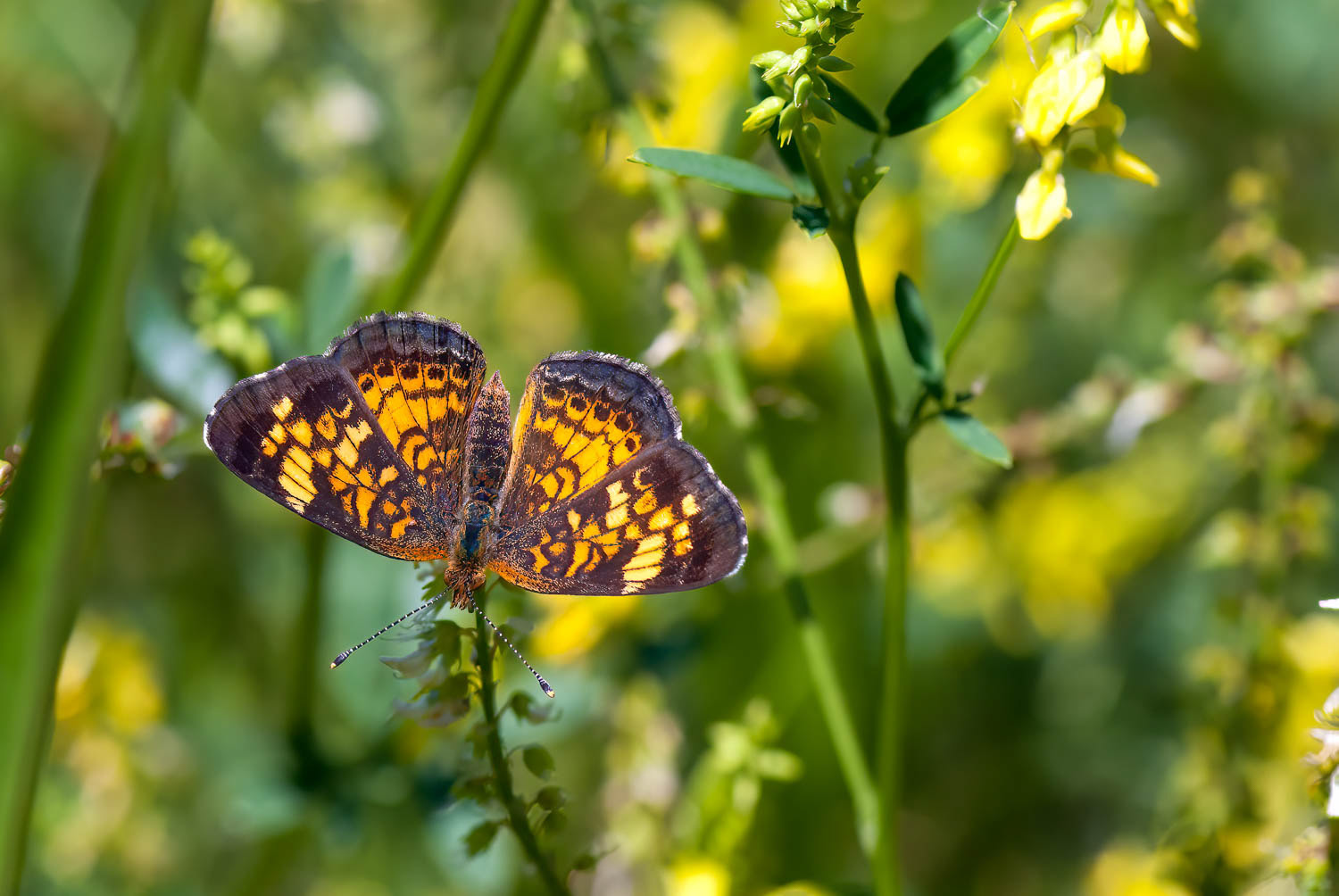Pearl Crescent (Phyciodes tharos)