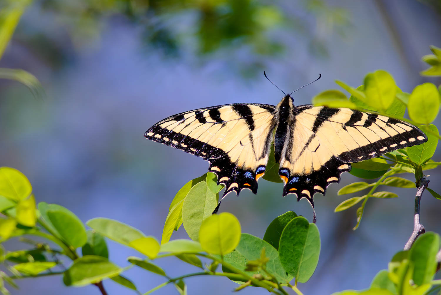 Eastern Tiger Swallowtail (Pterourus glaucus)