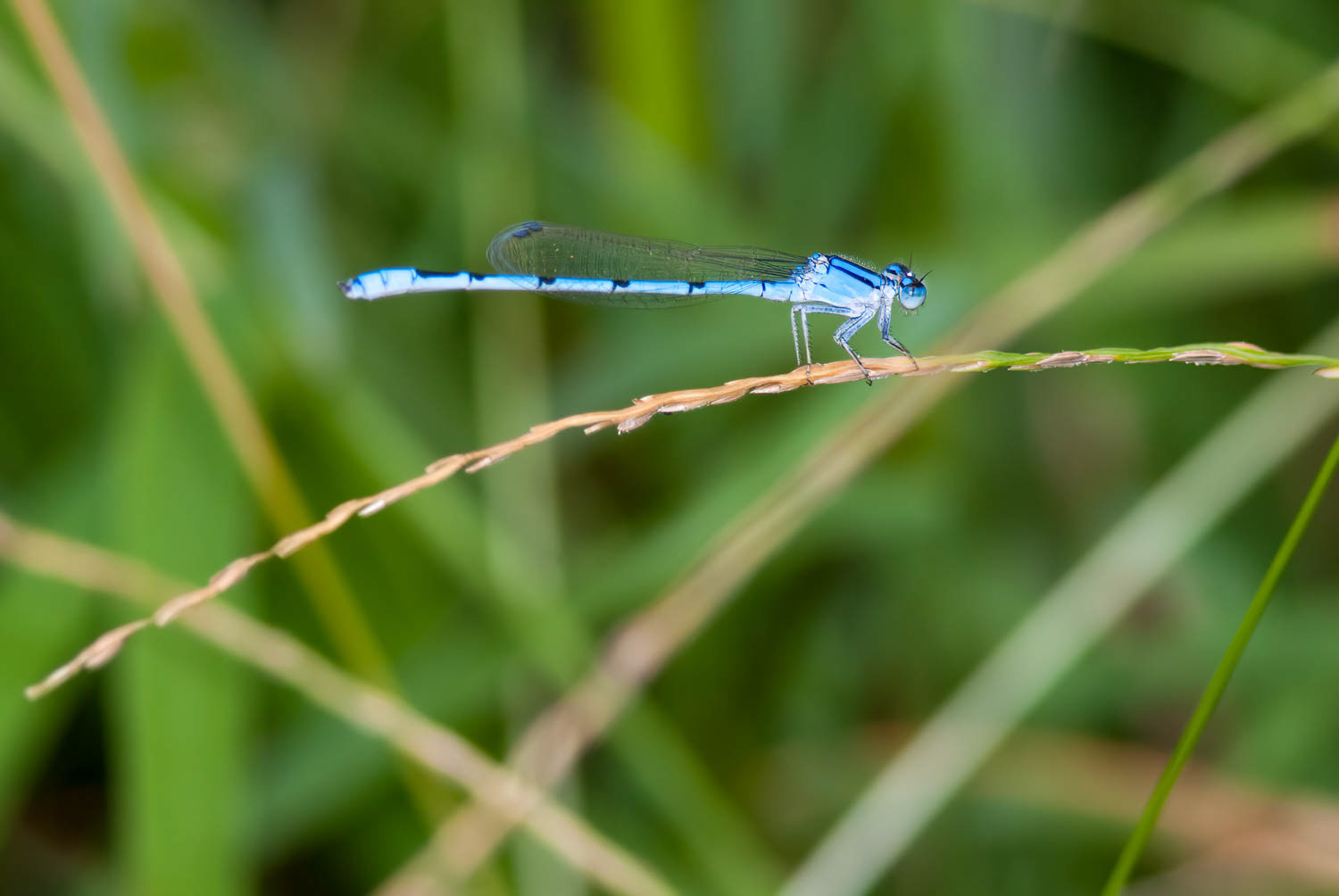Familiar Bluet (Enallagma civile) Male