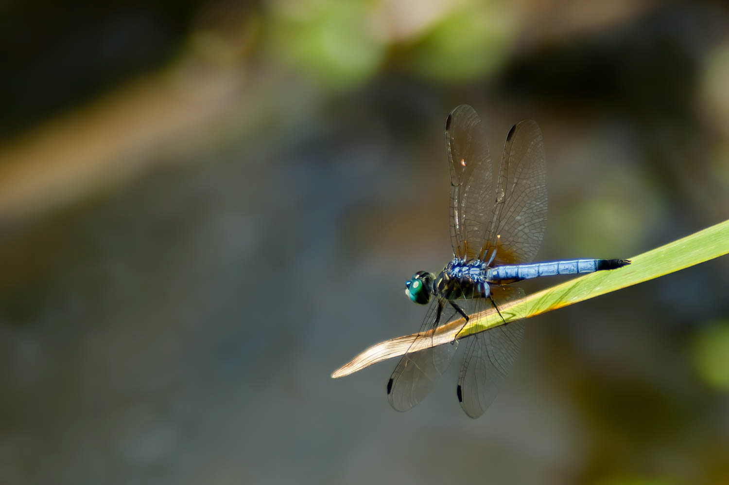 Blue Dasher (Pachydiplax longipennis)