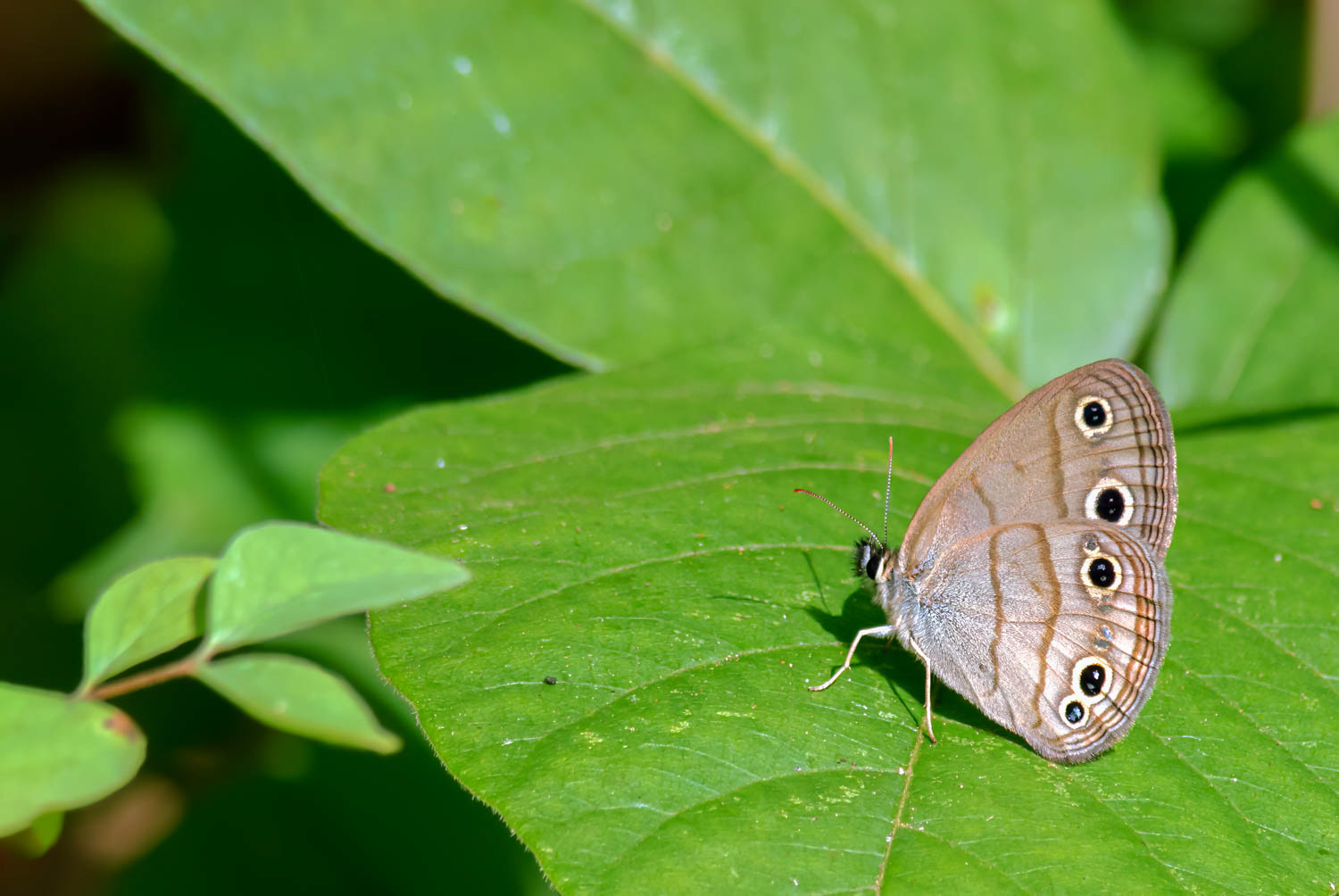 Little Wood Satyr (Megisto cymala)
