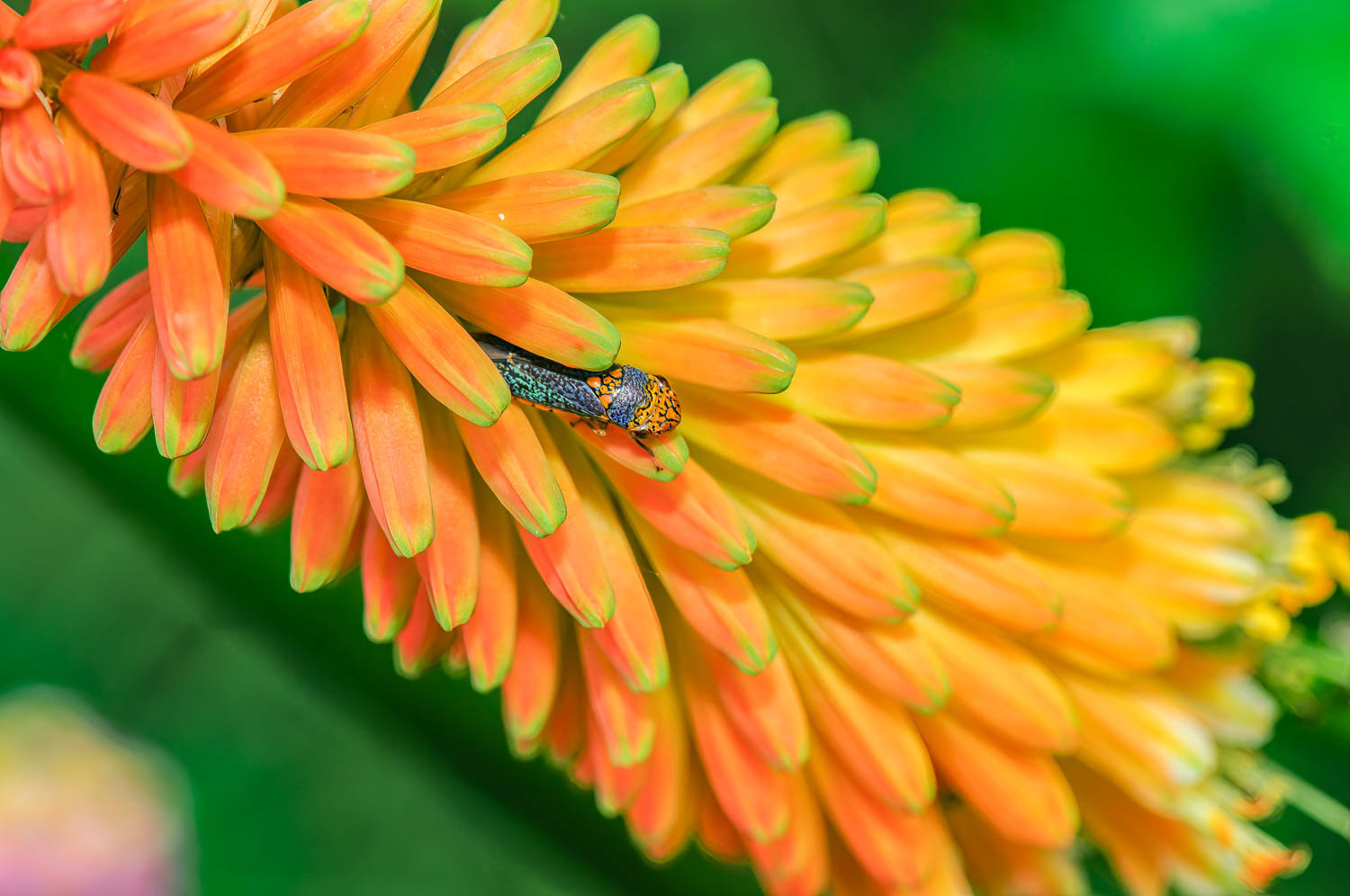 Broad-headed Sharpshooter (Oncometopia orbona)