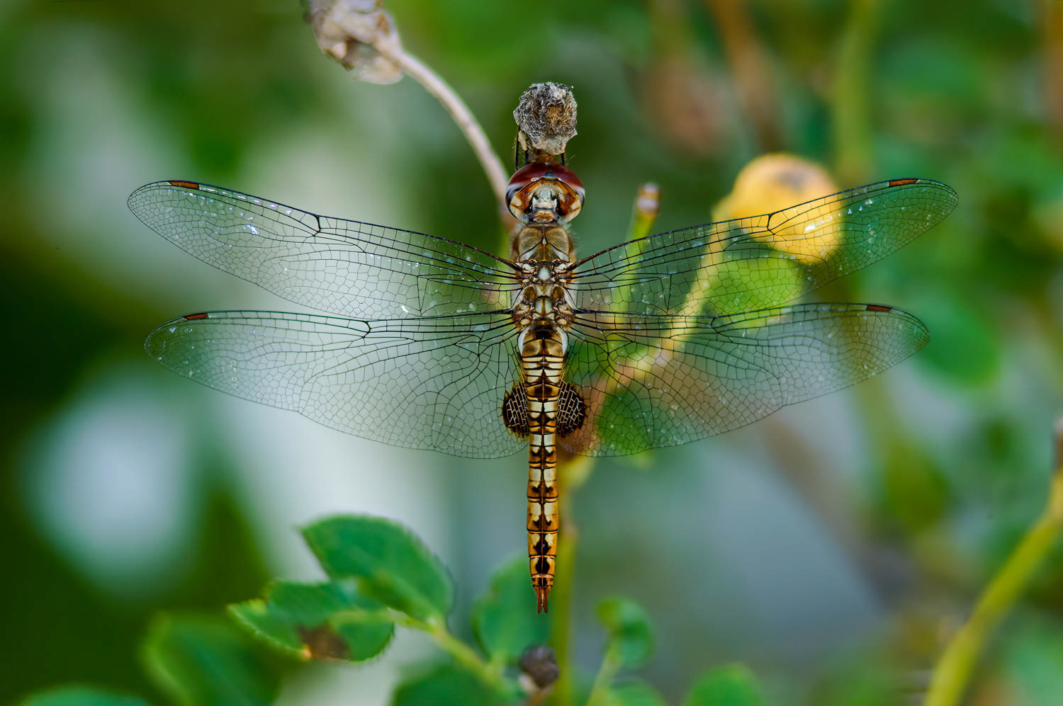 Spot-winged Glider (Pantala hymenaea)