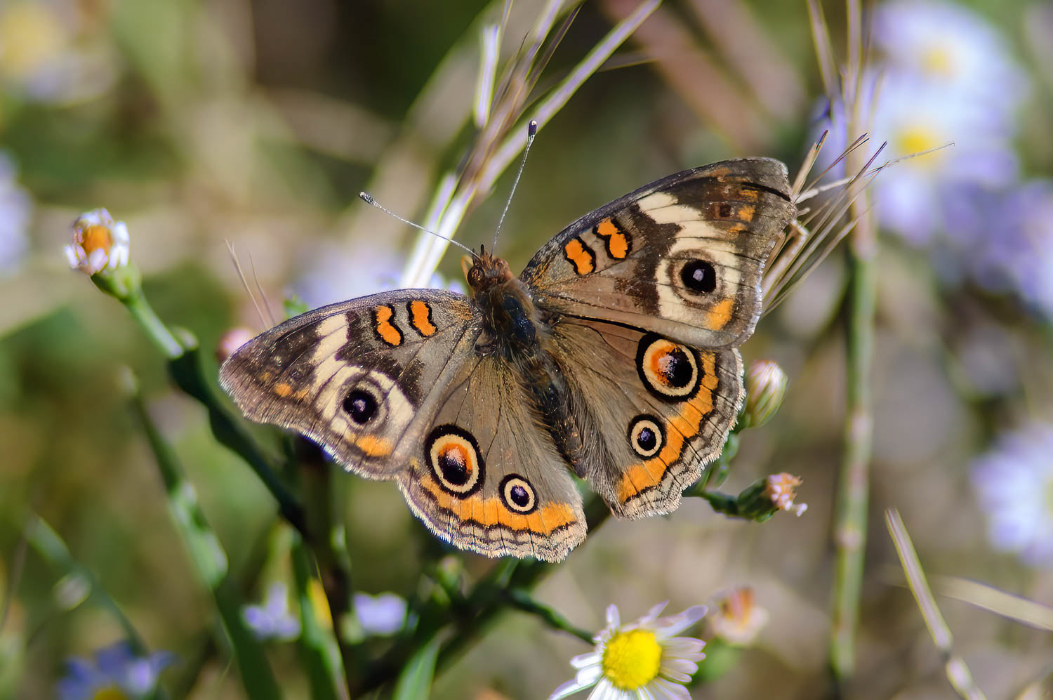 Common Buckeye (Junonia coenia Hübner)