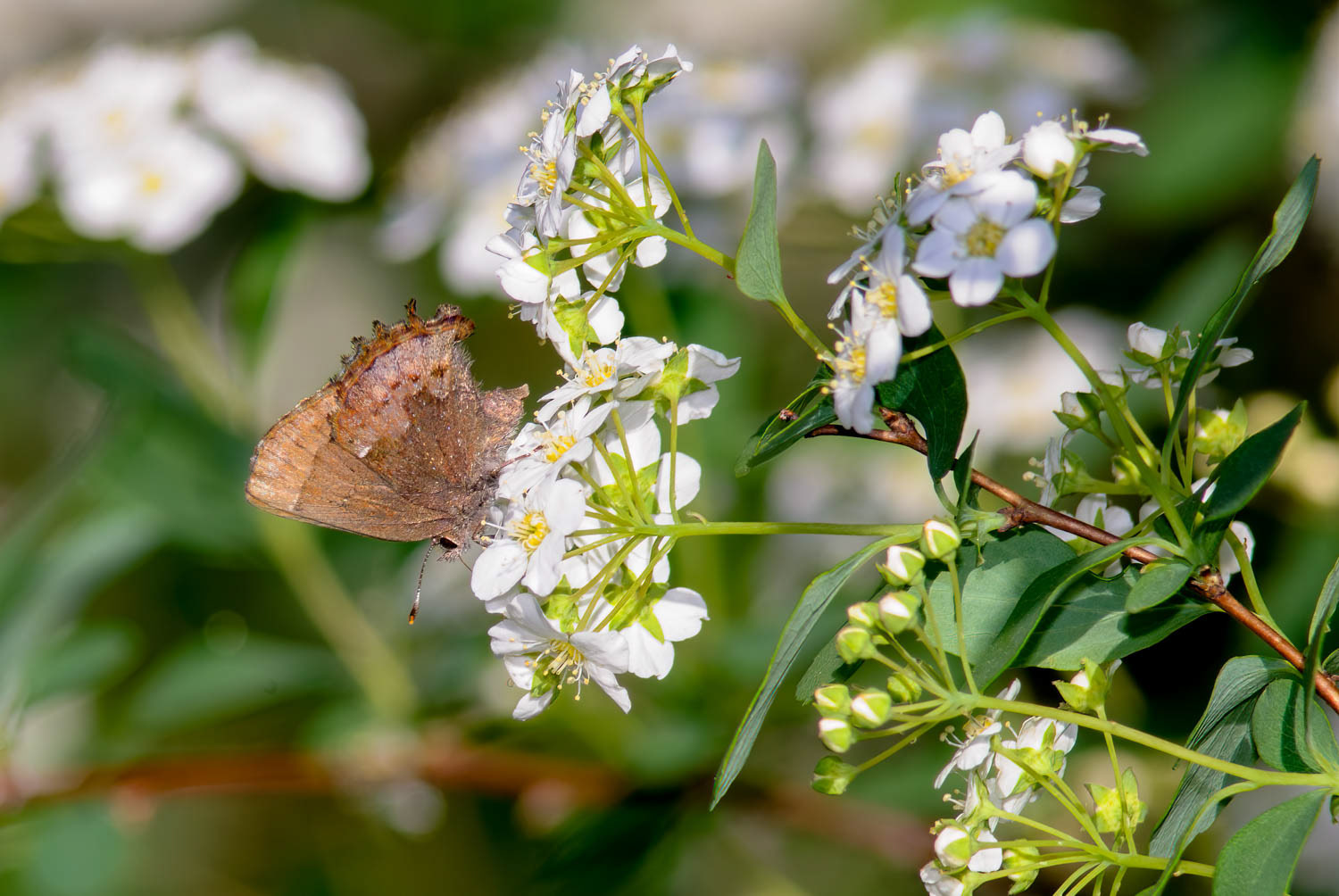 Henry's Elfin (Callophrys henrici)