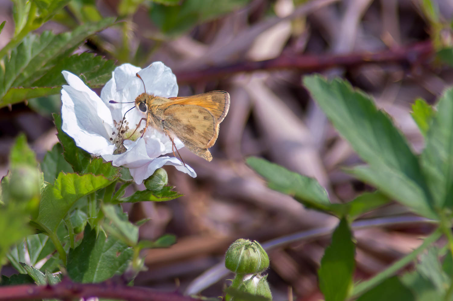 Fiery Skipper (Hylephila phyleus)
