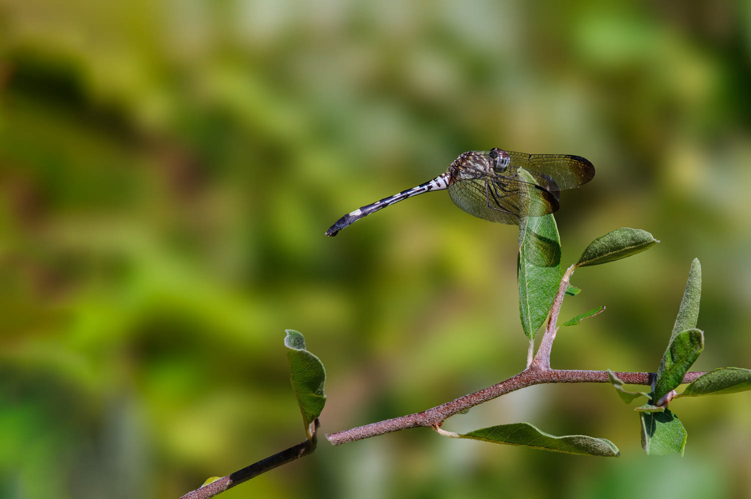 Swift Setwing (Dythemis velox)