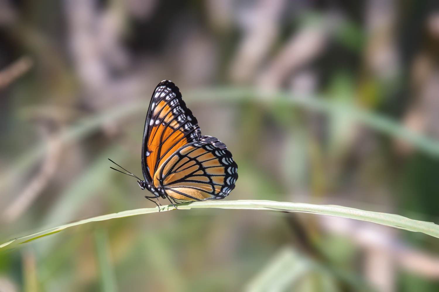 Viceroy (Limenotis archippus)