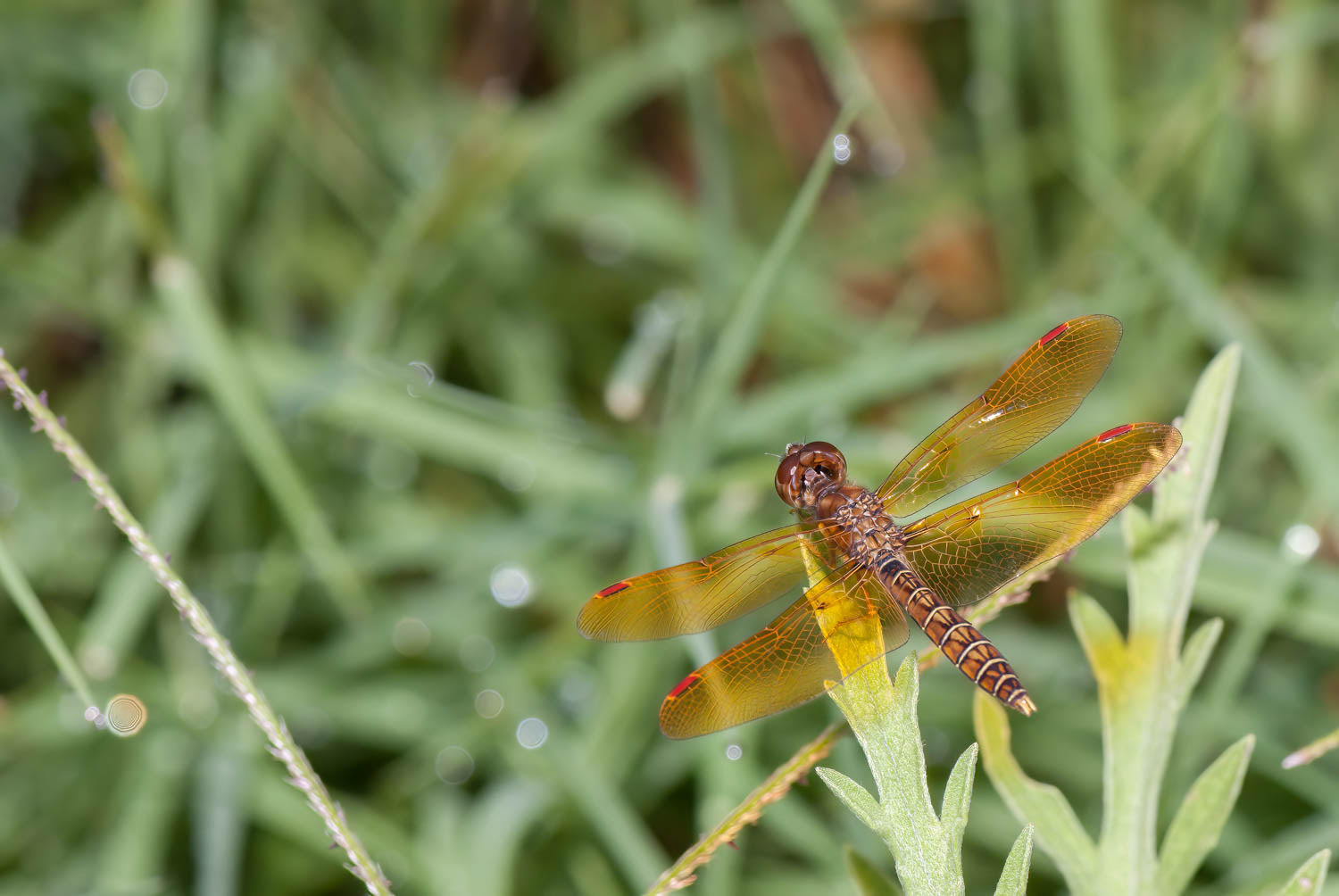 Eastern Amberwing (Perithemis tenera)