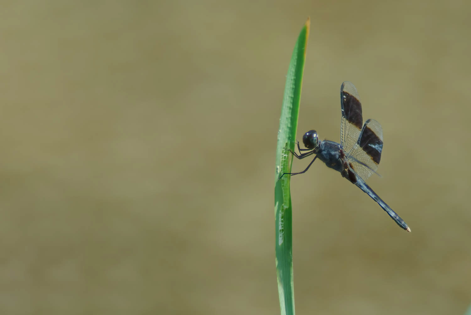 Band-winged Dragonlet (Erythrodiplax umbrata)