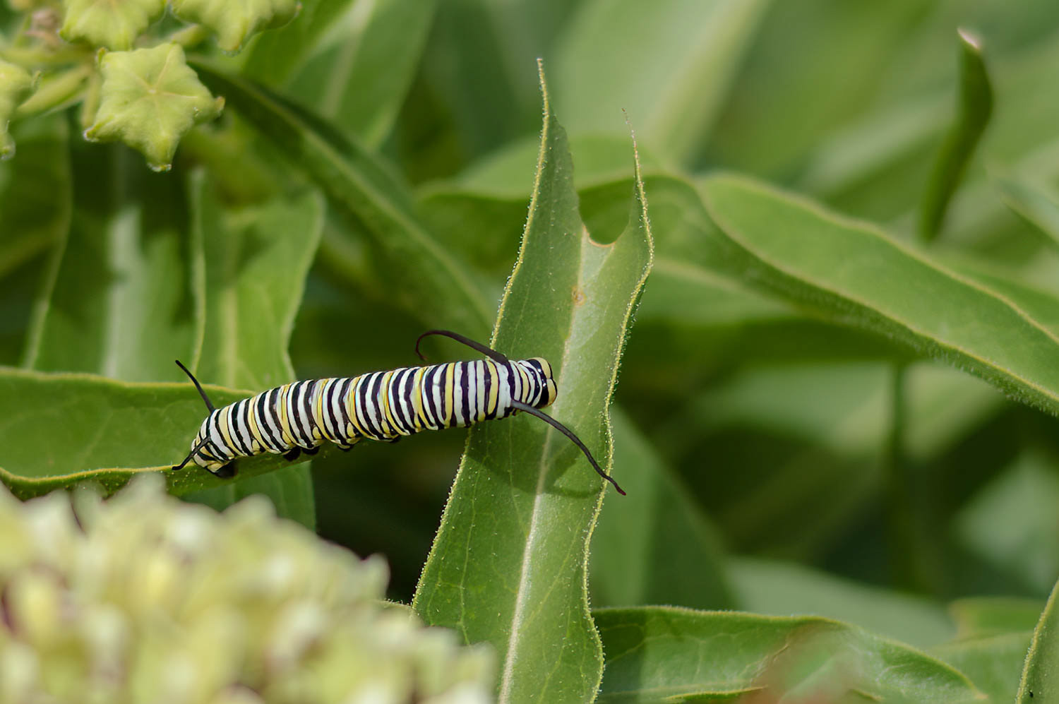 Monarch Butterfly Cateroukkar (Danaus plexippus)