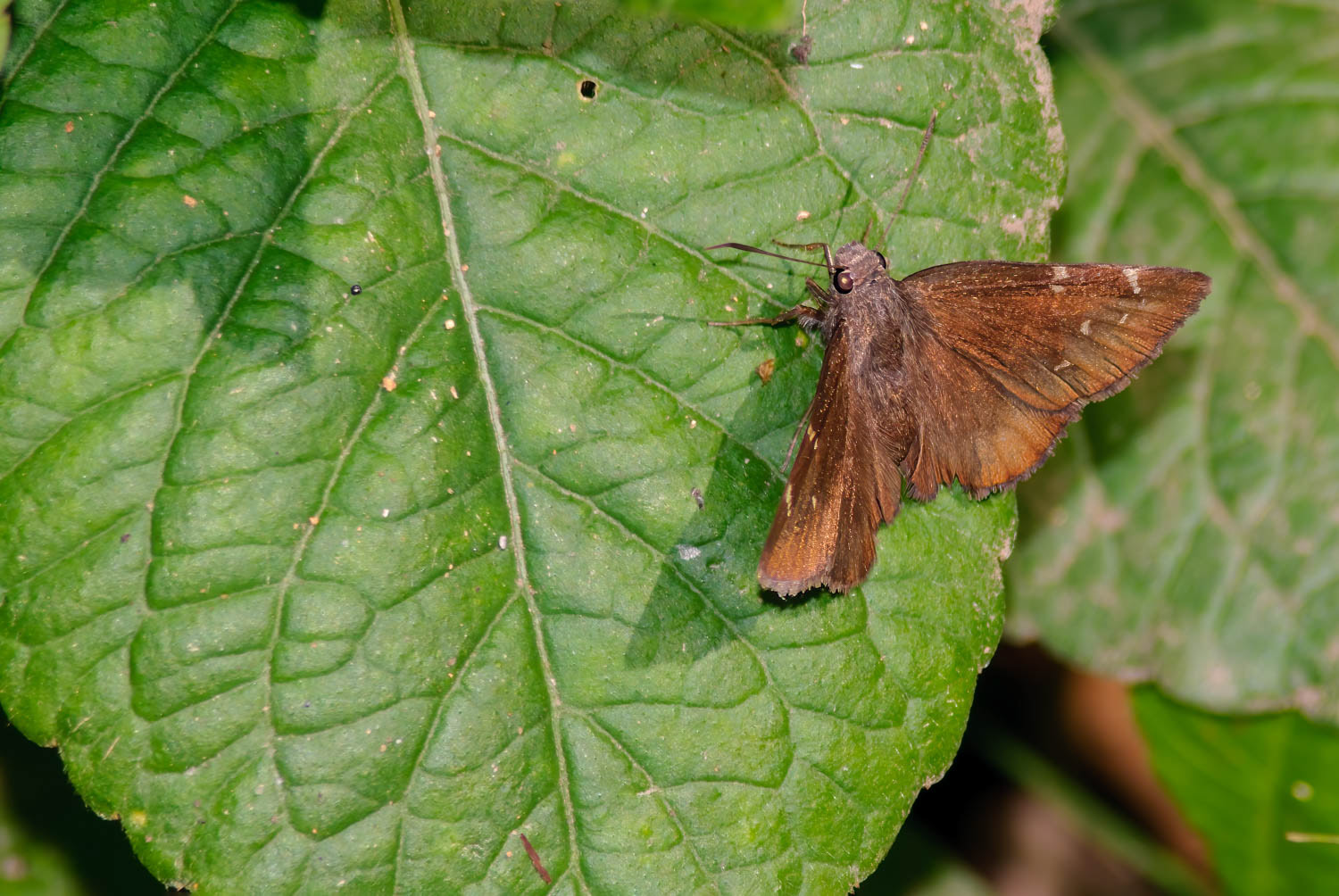 Southern Cloudywing (Thorybes bathyllus)