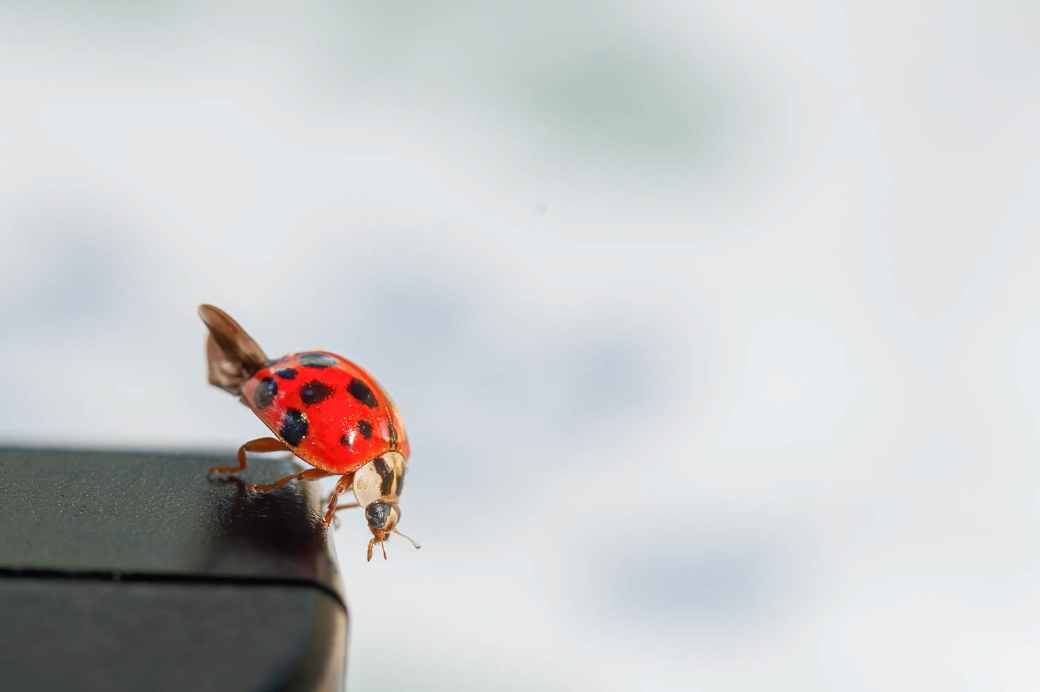 Asian Lady Beetle (Harmonia axyridis)