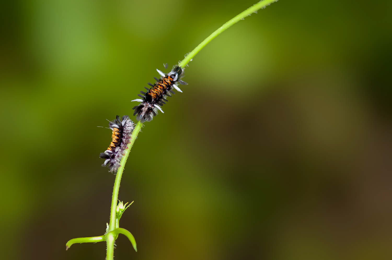 Milkweed Tussock Moth (Euchaetes egle)