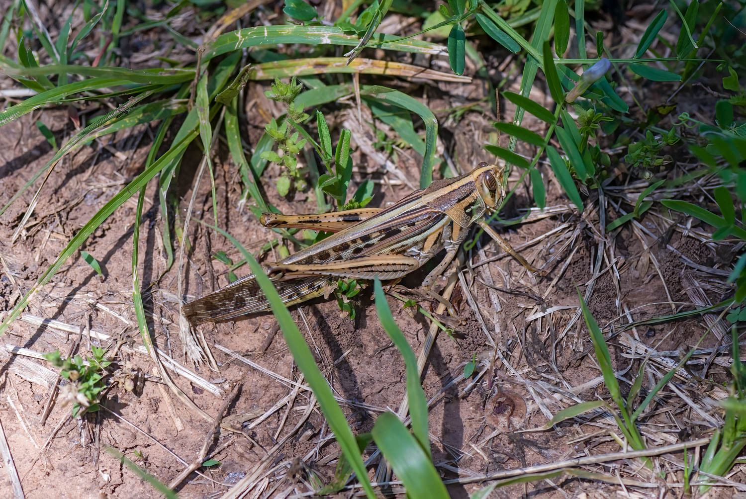 American Bird Grasshopper (Schistocerca americana)