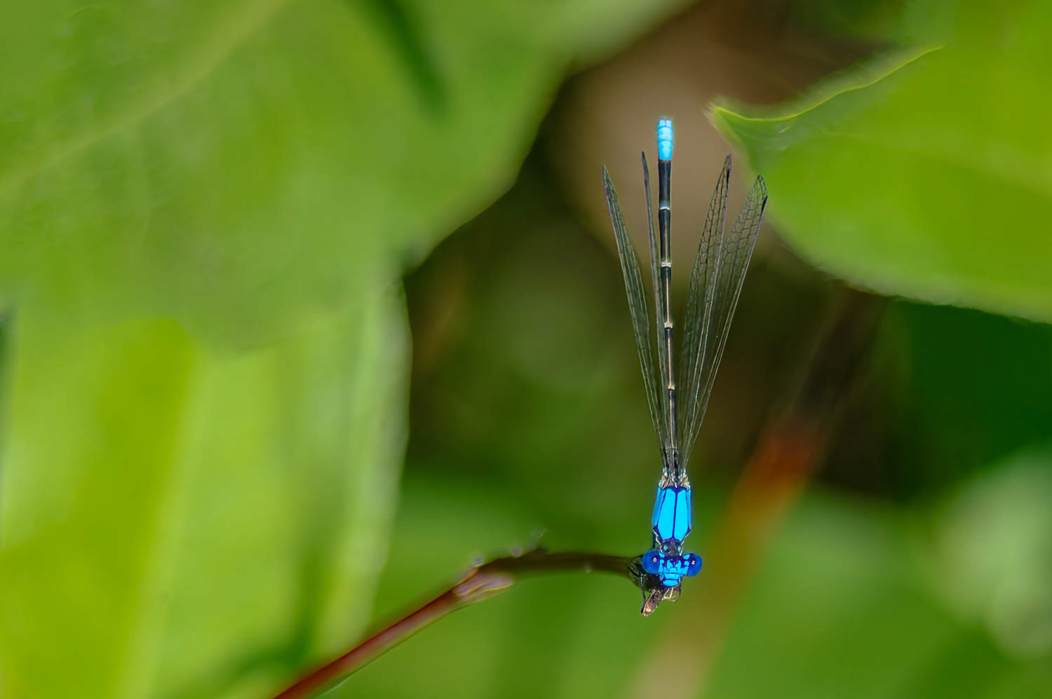 Blue-ringed Dancer (Argia sedula) Male