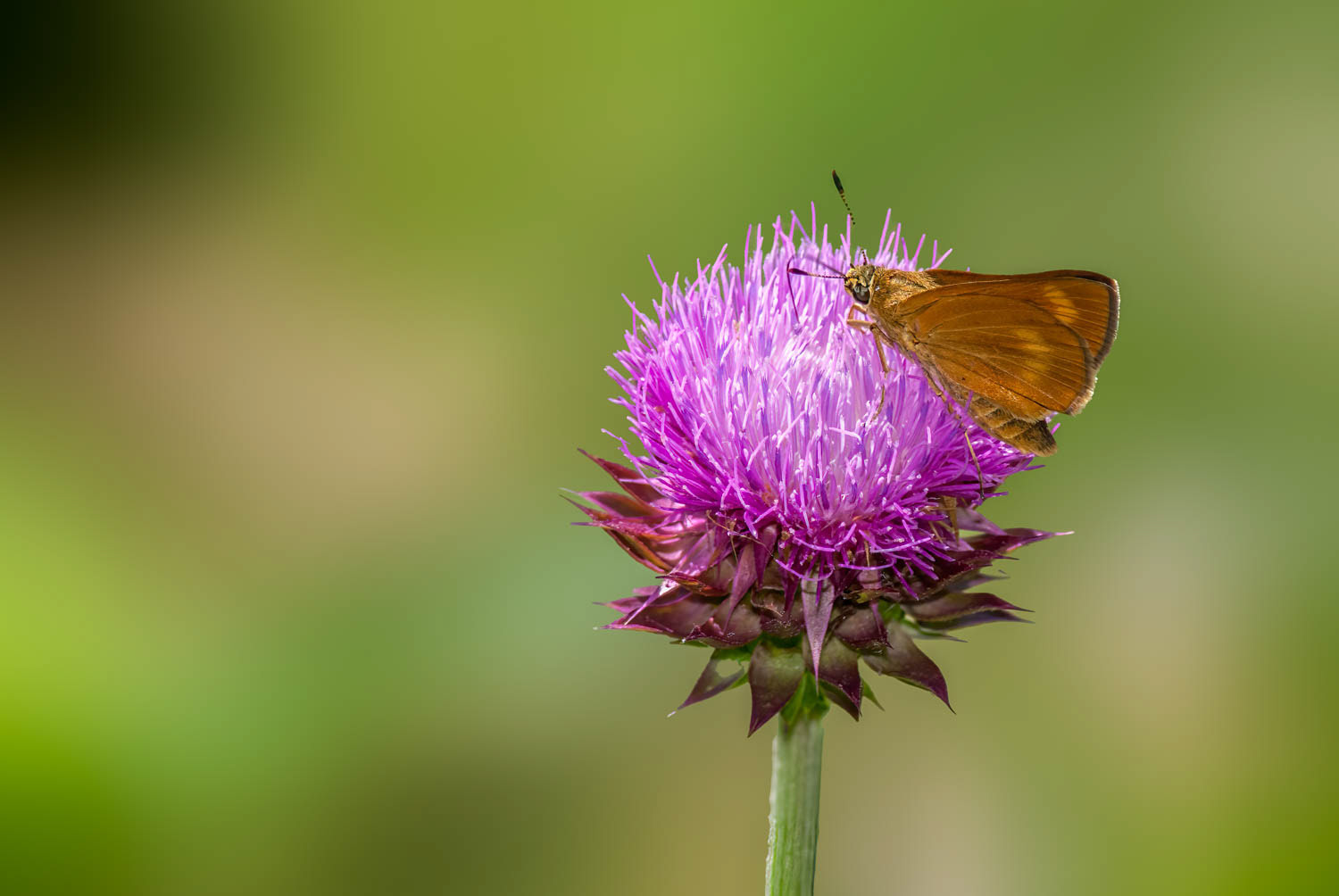 Byssus Skipper (Problema byssus)